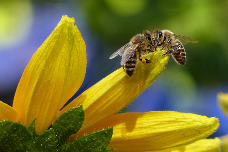 BBC: Uz pomoć pčela i dronova žele da traže mine u BiH i Hrvatskoj