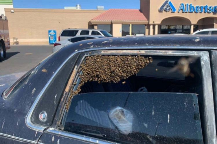Zatekao više od 15.000 pčela u automobilu