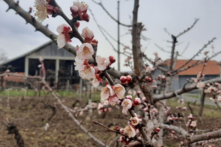 Mraz pričinio ogromnu štetu voću u Srpskoj