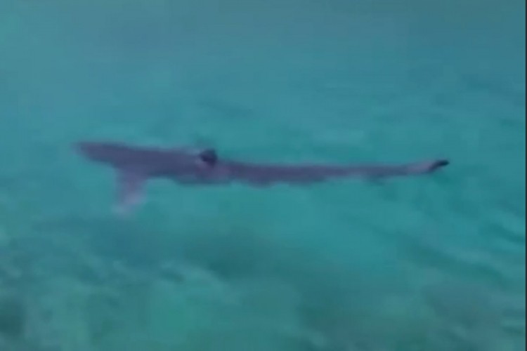 Ajkula plašila u grčkom odmaralištu bezbrižno plivajući u plićaku