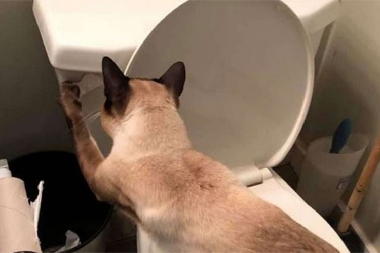 Mačka opsjednuta WC šoljom cijeli dan pušta vodu