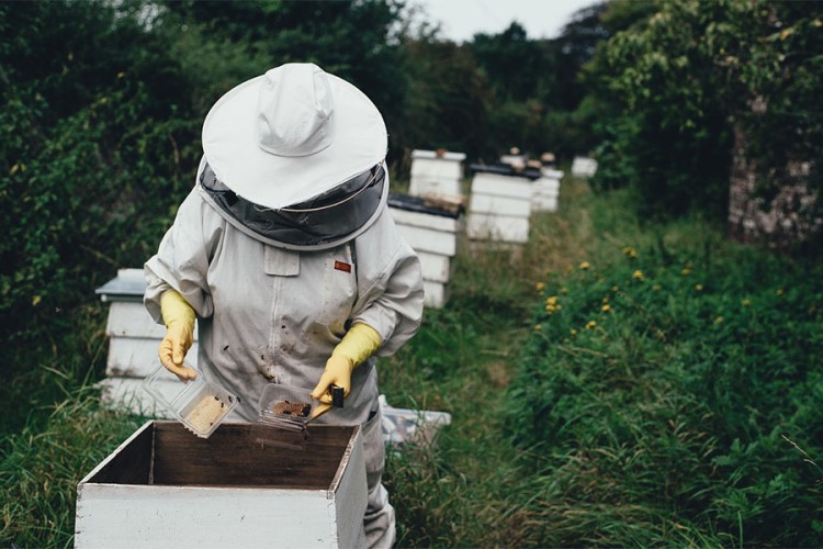 Pčelinjim društvima dodati hranu