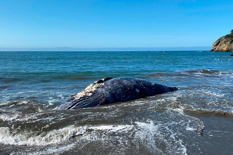 Kod San Franciska četiri mrtva siva kita za devet dana