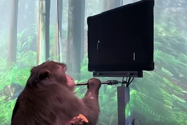 Majmun telepatski odigrao video igricu