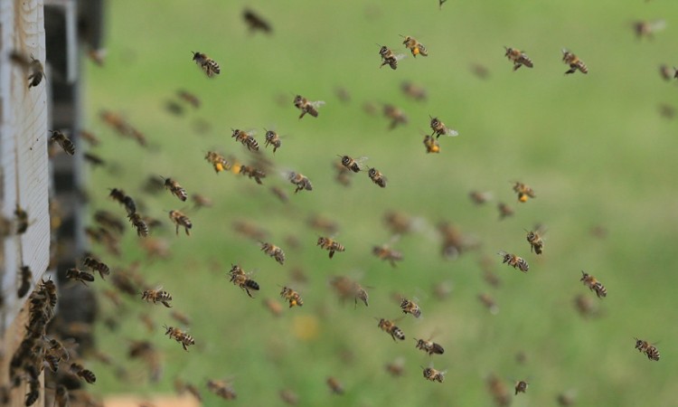 Pčele mjere radioaktivnost na Trgovskoj gori