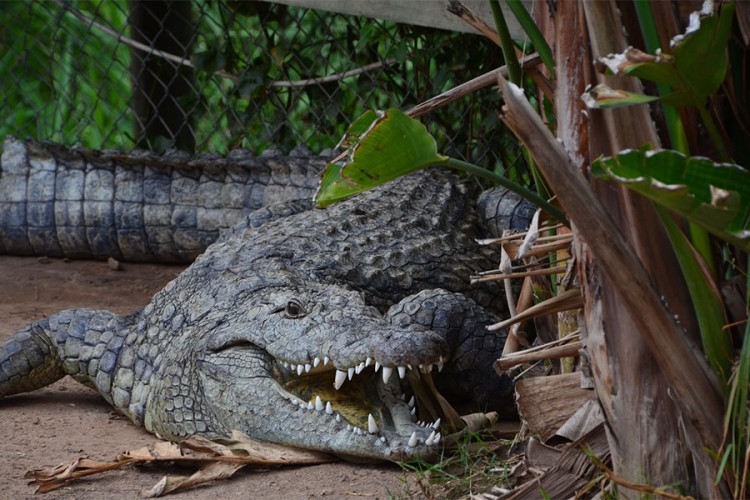 U stomaku aligatora pronašli pločicu psa nestalog prije četvrt vijeka