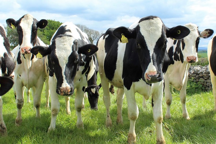 Srbija i BiH unapređuju saradnju u stočarstvu i mljekarstvu