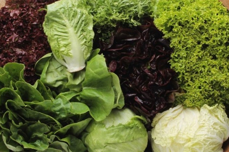 Zelena salata ukras na balkonu ili u vrtu, a jako je zdrava