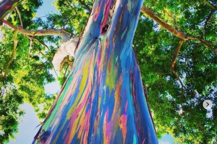 Drvo eukaliptusa izgleda kao oslikano