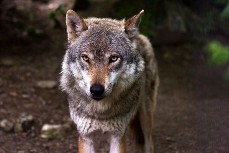 Naučnici posmatrajući vukove otkrili nešto neočekivano