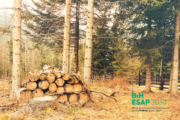 Kako održivo upravljati šumama u Bosni i Hercegovini?