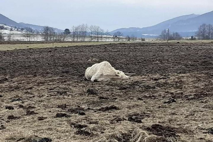 Krave kod Mrkonjić Grada uklonjene, hladno vrijeme krivo za uginuće