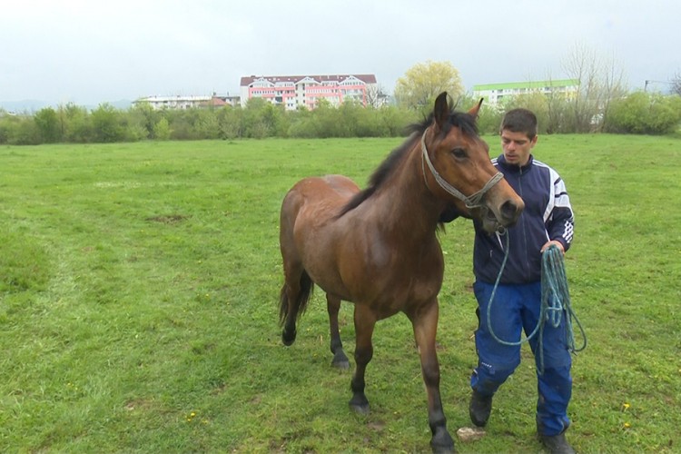 Ademu Huseinoviću uginuo radni konj, dobri ljudi mu kupili drugog