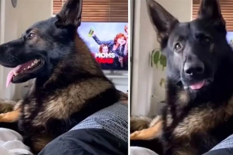 Urnebesna reakcija penzionisanog policijskog psa na riječ kokain