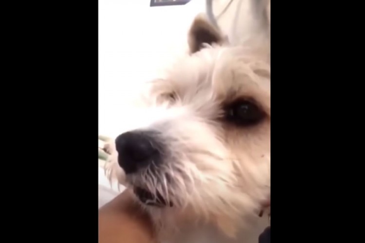Urnebesna reakcija psa kada je čuo vlasnicu da kašlje