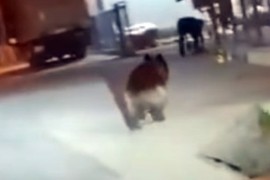"Prati se kretanje medvjeda, snimak pokazuje mučenje životinja"