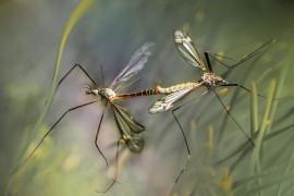 Kako će se, uz genetički inženjering, komarci boriti sami protiv sebe