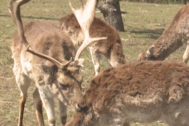 Јedinstvena farma jelena na Ozrenu