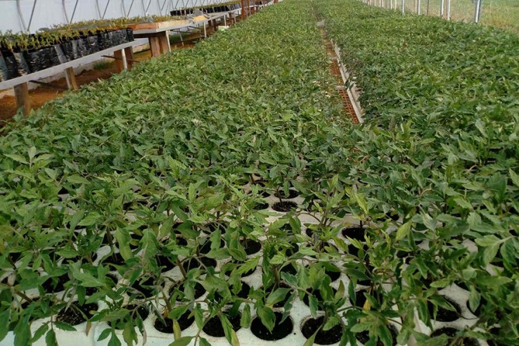 Agrarni fond Trebinje: Podjela sadnica paprike, paradajza i nara