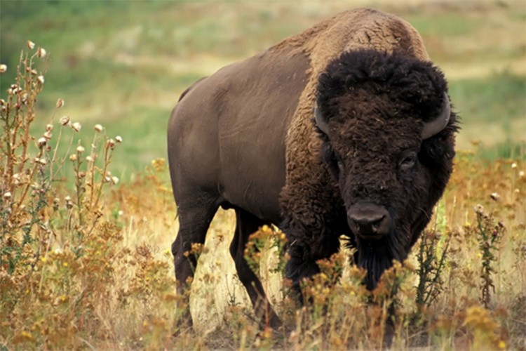 Više od 45.000 ljudi u SAD-u se prijavilo za lov na bizone