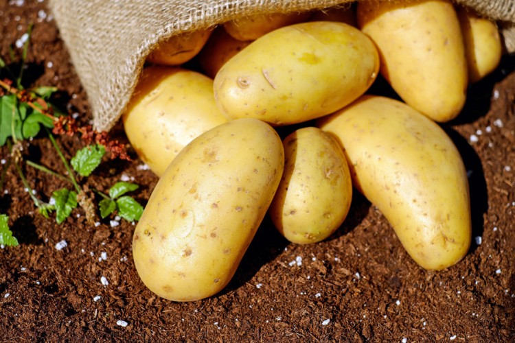 Propadaju tone krompira, sezonski prelevmani bi spasili domaću proizvodnju