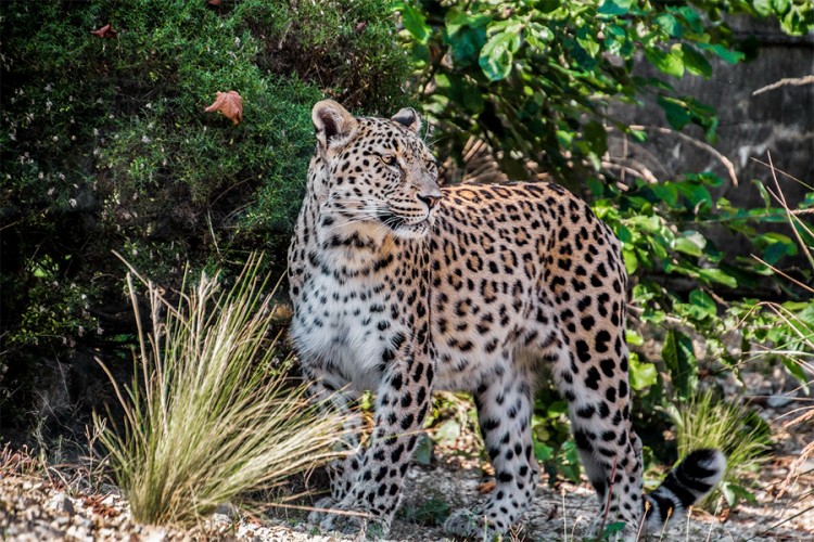 Tri leoparda pobjegla iz safari parka u Hangdžouu