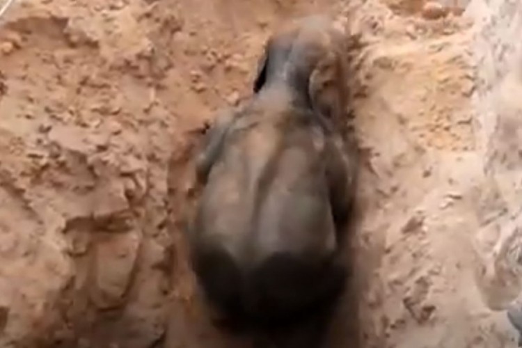Slonče upalo u bunar dubok devet metara