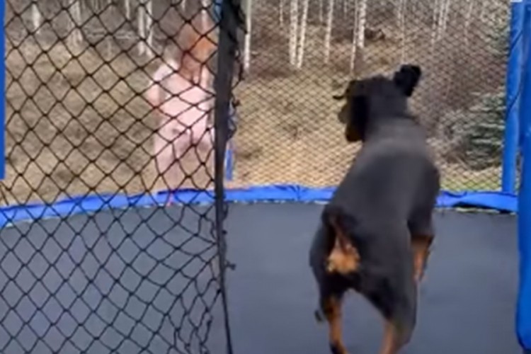 Djevojčica i pas na trampolini postali hit na internetu