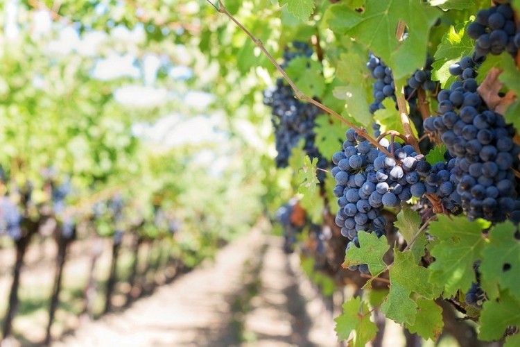 Vinogradar u jednom mjesecu zaradio 145 prosječnih plata