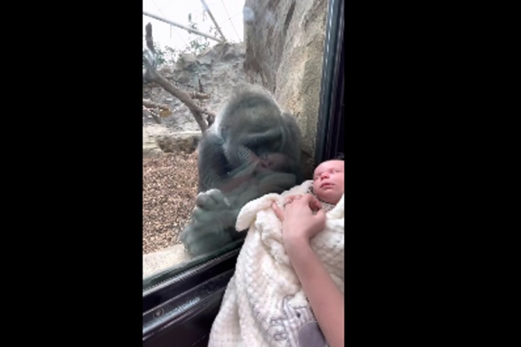 Emocija, gorila majci s bebom u zoo-vrtu dovela svoju da je upozna