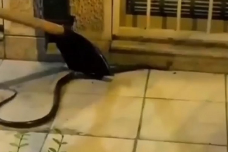U centru grada našli zmiju, izvukla se ispod haube automobila