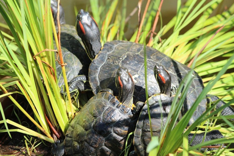 Zbog starog običaja, broj kornjača prijeti ekosistemu Hong Konga