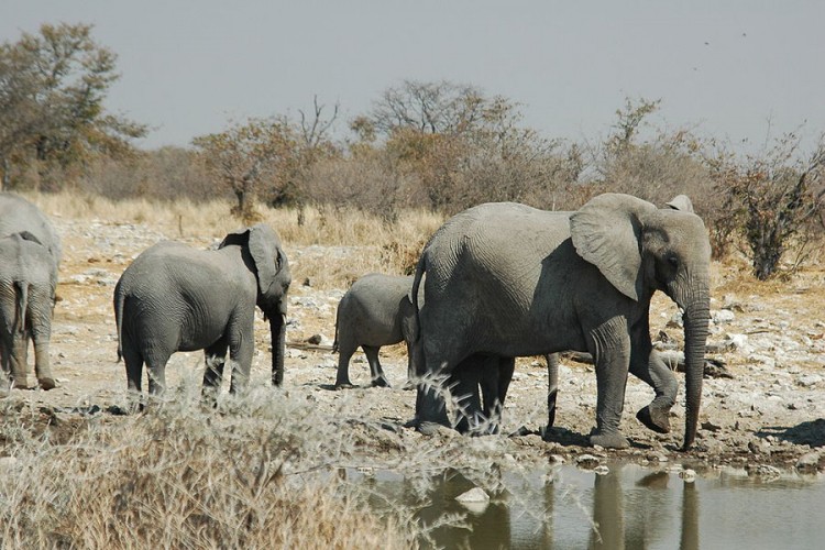Grom ubio krdo od 18 slonova