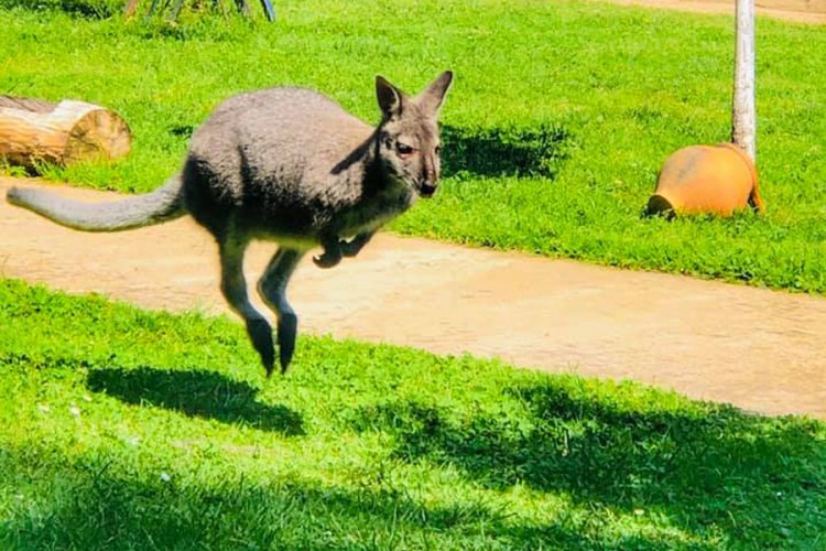 Potraga još traje: Najtraženijem bjeguncu ni traga, stiže novi kengur