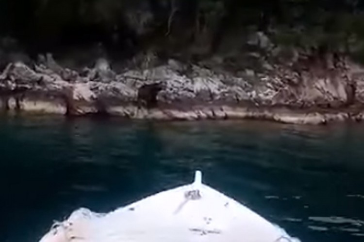 Medvjed se okupao u moru kod Neuma