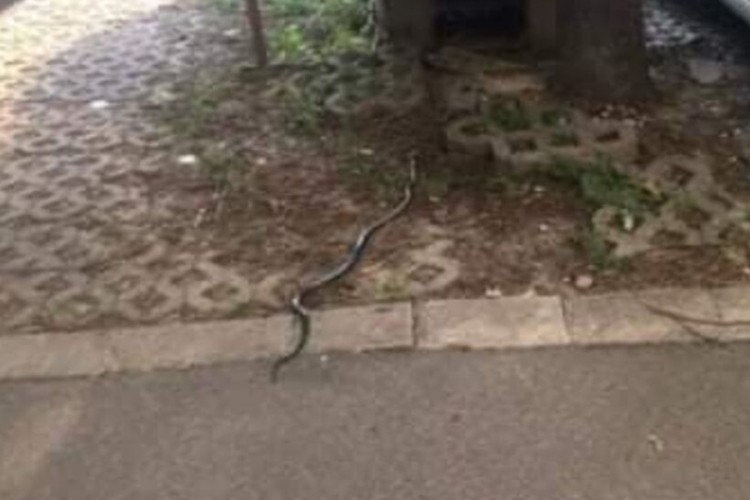 Snimili zmiju usred grada