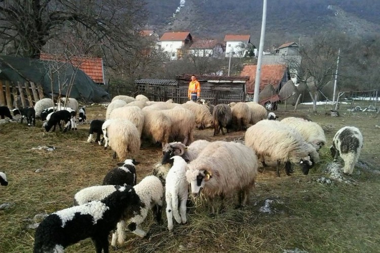 U Podrinju i Bratuncu pretresi zbog krijumčarenja stoke