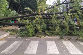 Stablo palo na automobil u banjalučkoj ulici