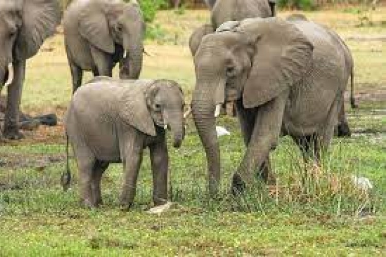 Krdo od 15 slonova približava se višemilionskom gradu