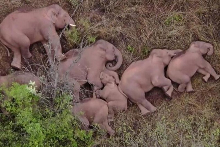 Slonovi nakon dugog putovanja zaspali u šumi