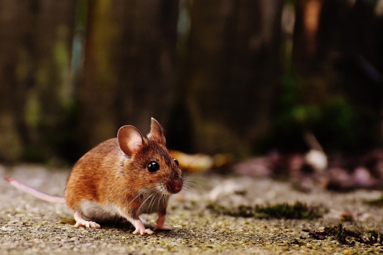 Šta znamo o mišjoj groznici koja se širi u regionu