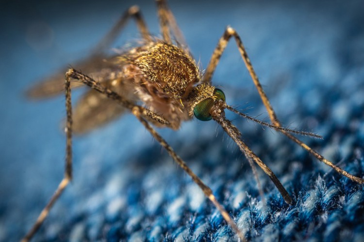 Prirodnim putem ublažite ubod komarca
