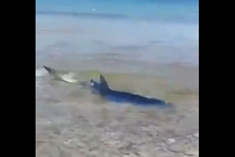Morski pas dug dva metra snimljen u plićaku na Korčuli