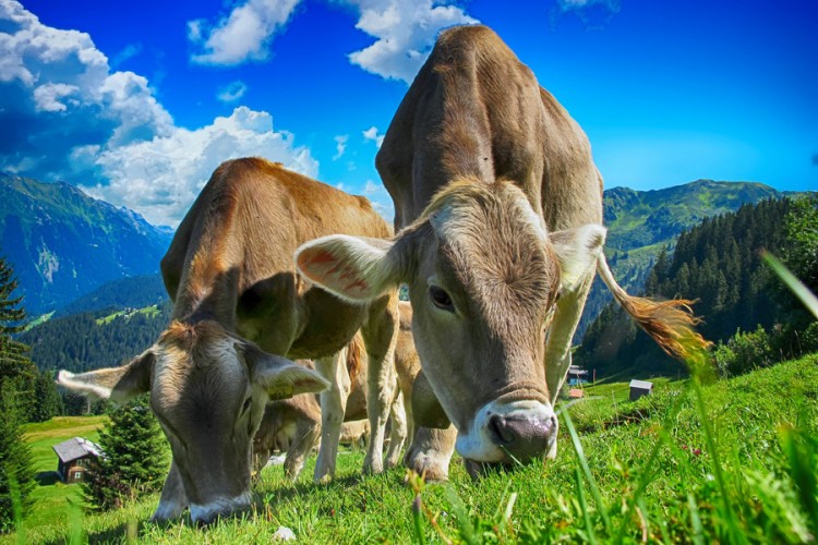 Grom ubio dvije krave: Vlasnik ih pokušao spasiti zakopavajući ih u zemlju