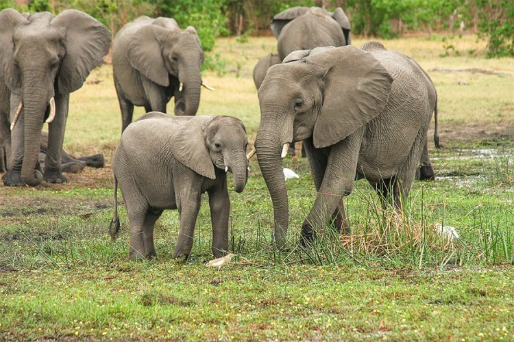 Krdo slonova koje mjesecima luta Kinom napravilo ogromnu štetu