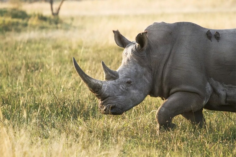 Pronađeni fosili nosoroga koji je bio viši od žirafe