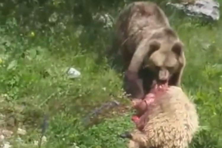 Medvjedica napala stado ovaca u BiH, pogledajte snimak
