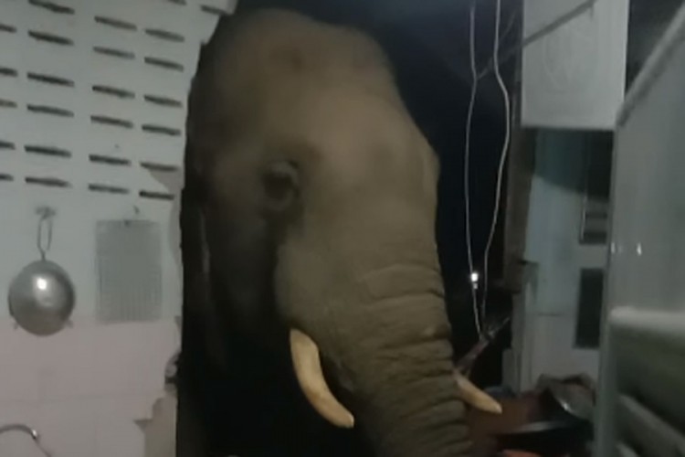 Snimili slona koji im je ušao u kuću: "Opet je došao da kuva"