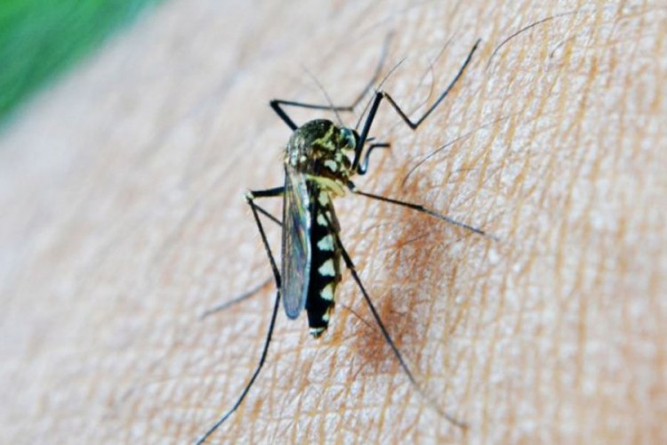 Tri prirodna preparata za zaštitu kože od uboda komaraca