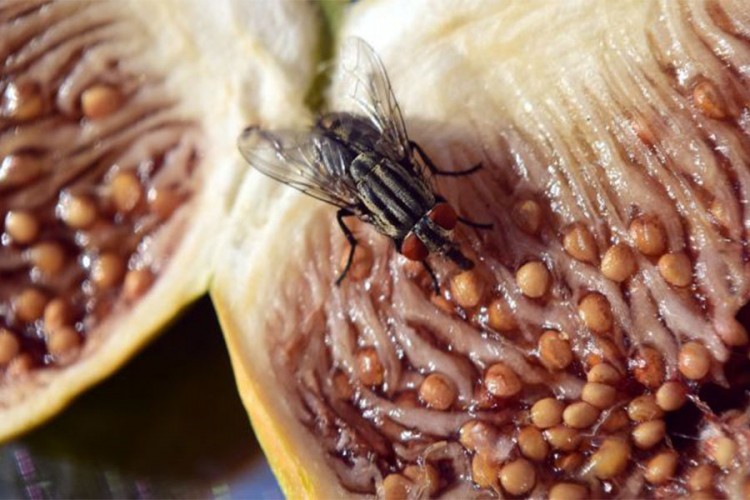 Šta se desi sa hranom kada mušica sleti na nju